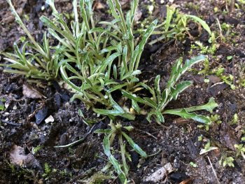 How to keep weeds out of the garden?