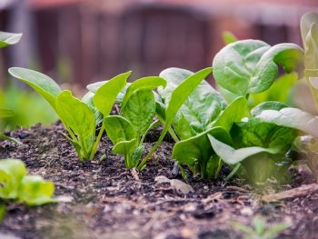 What are 5 easy to grow spring vegetables?