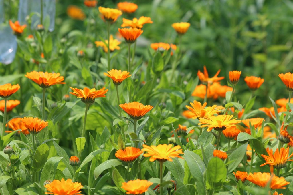 5 Flowers to Plant in September Soil, Grow, Enjoy