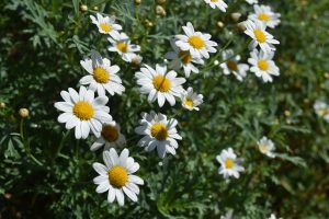 camomile-flowers