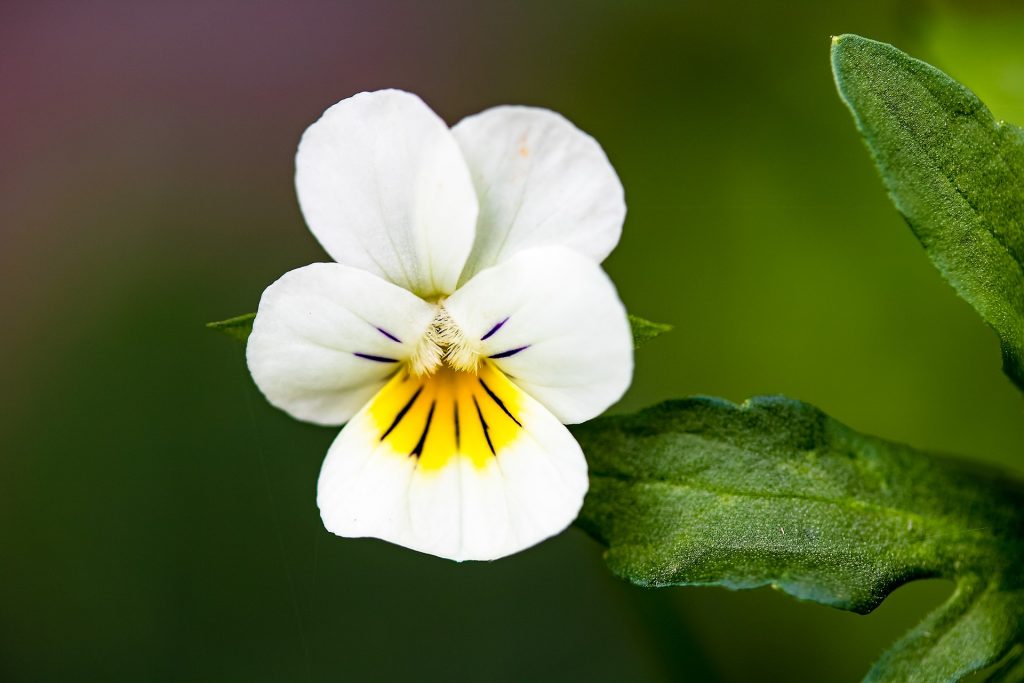 pansy