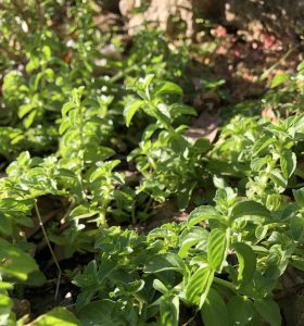 pennyroyal