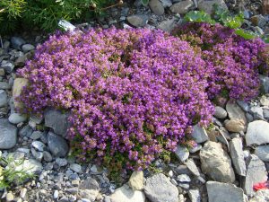 creeping-thyme