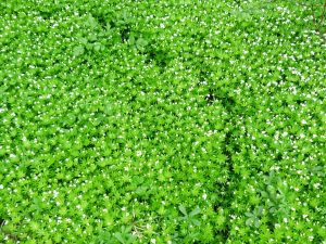 sweet-woodruff