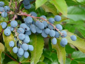 mahonia