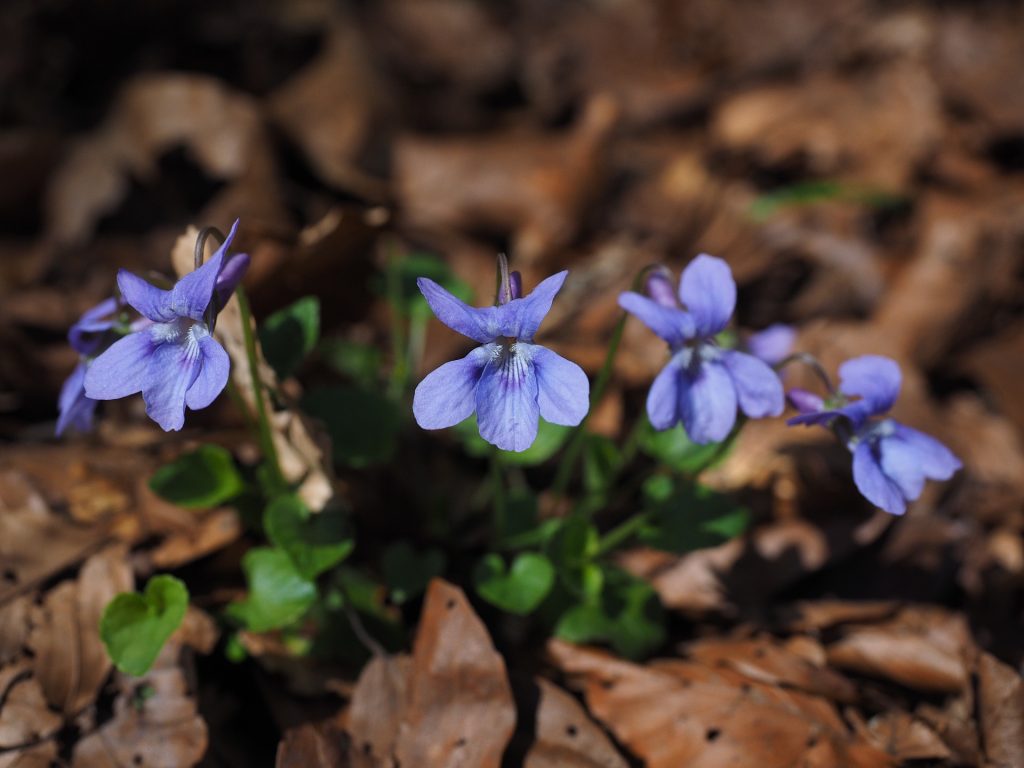 viola