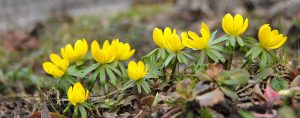winter aconites