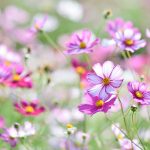 How To Grow Cosmos