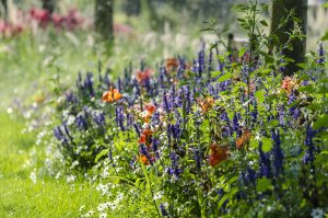 salvia