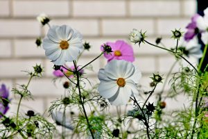 cosmos