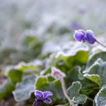 What Gardening Work Should Be Done In February