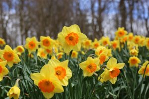 dafodil