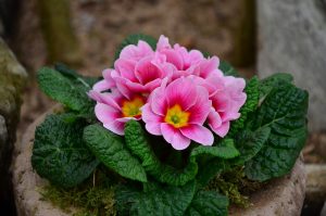 primrose