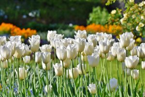 white-tulips