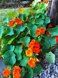 nasturtiums