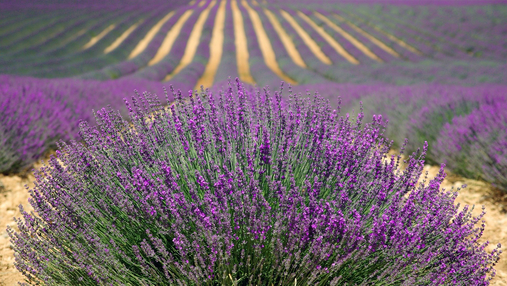 How to identify different lavenders - Soil, Grow, Enjoy
