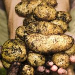 How to Start an Organic Garden