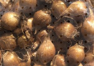 iris-bulbs