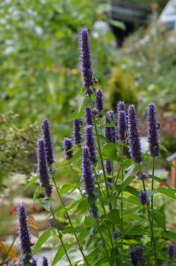 agastache