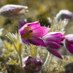 5 Flowers to Plant in May