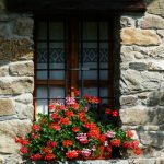 How to Grow Geraniums Easily – Best Pest Control