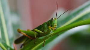 grasshopper