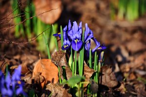 iris