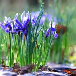 How to Grow Iris