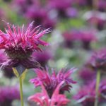 How to Grow Bee Balm (Monarda)