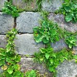 Different Ways to Control Weeds (Part 5 of 11)