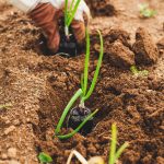 onion-planting