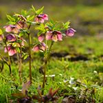 hellebores