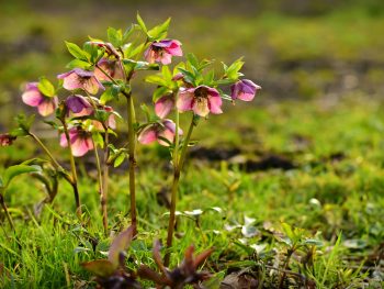 hellebores