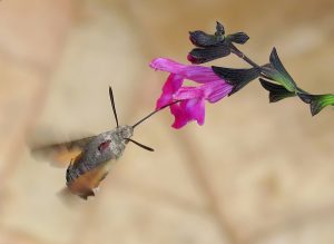 pollinating-moth