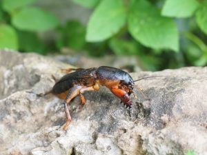 mole-cricket