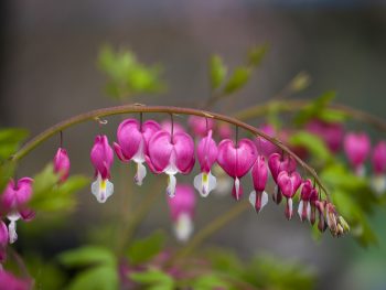 bleeding-heart