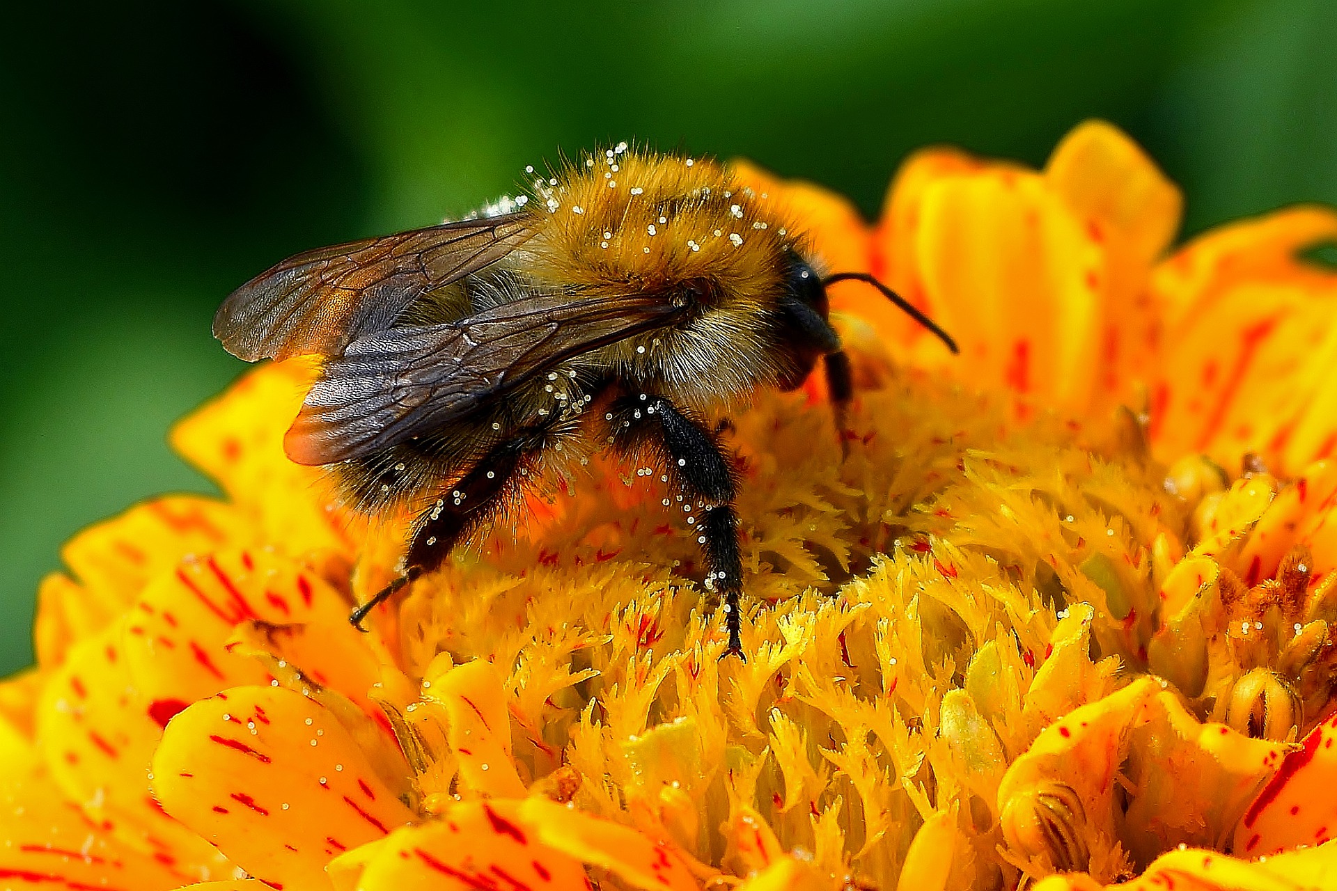 Who are Pollinators and What Role do they Play in Pollination Soil
