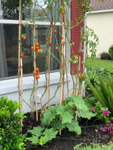 tomatoes-and-low-growing-plants