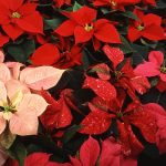 poinsettia