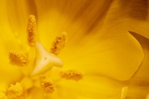 flower-pollen
