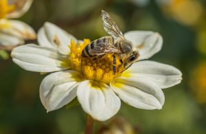 wasp-pollinator