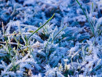 What Are The First And Last Frost Dates?