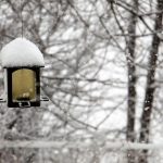 How To Prepare Your Garden For Winter