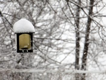 How To Prepare Your Garden For Winter